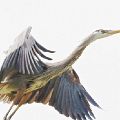 Heron Gliding (Framed 18 X 24) JAH-32